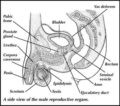 The Male Reproductive System The Science Larder