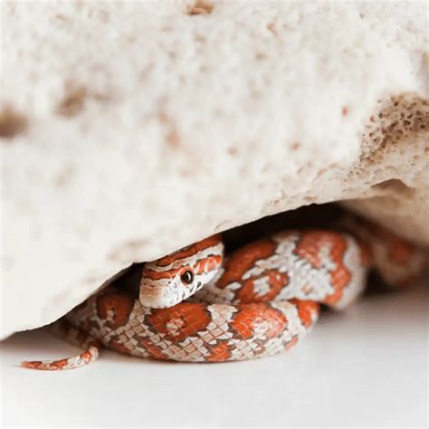 Are Snakes Cold Blooded Ectothermic Petrapedia