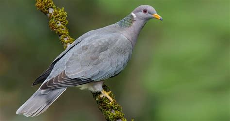 Ringneck Dove Know Everything About Them Pets Nurturing