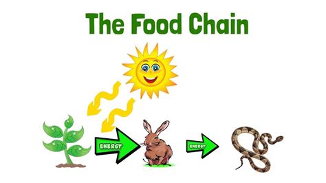 Food Chain Elearning Science Lesson Video For Kids Youtube