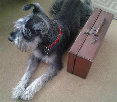 There are several rules and. How to Fly with an In-Cabin Dog - TripHound