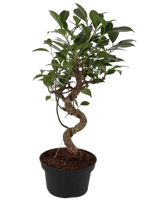 Costa Farms Live Indoor 16in Tall Green 4yr Old Bonsai Tree Indirect