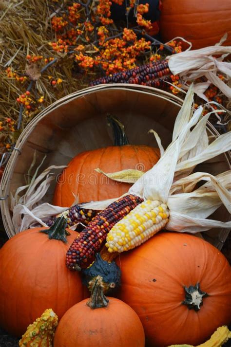 Indian Corn Pumpkin Fall Display Stock Photo Image 44896898 Photos