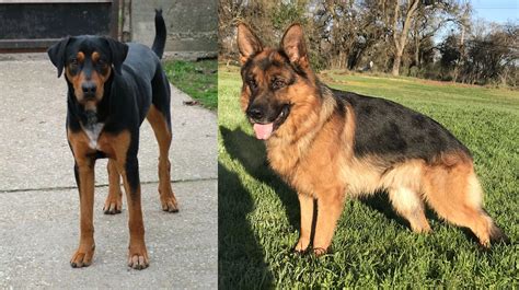 Military power of hungary & germany. Hungarian Hound vs German Shepherd - Breed Comparison