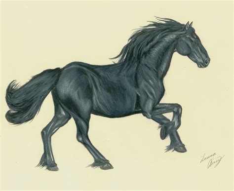 Black Stallion By Morrokko On Deviantart