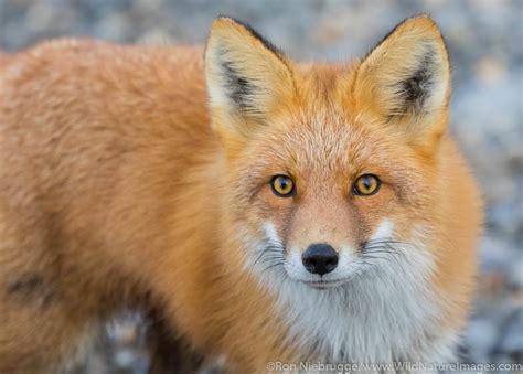 Red Fox Brooks Range Alaska Photos By Ron Niebrugge