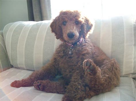 We did not find results for: Non-Fading Red Standard Poodles? fact or fiction? - Page 2 ...