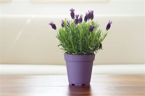 Can You Grow Lavender Indoors Learn About Growing Lavender Plants