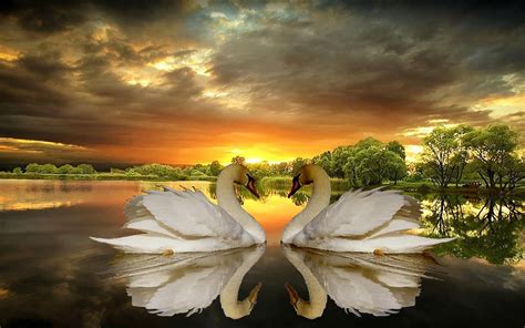 Two Swans Romance 4k Wallpaper