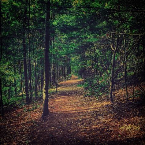 Free Images Tree Nature Path Branch Sunrise Sunset