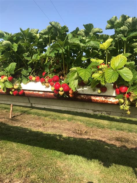 Hawkswick Lodge Farm | Pick your own soft fruits