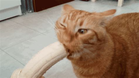 Cat Banana  Find And Share On Giphy