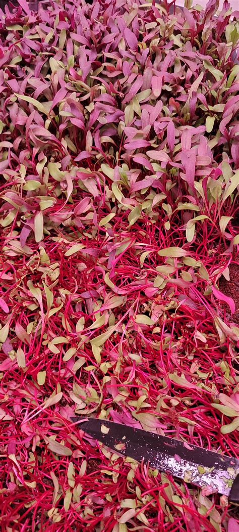 How can they be incorporated into a diet? Delicious bulls blood beet : microgreens