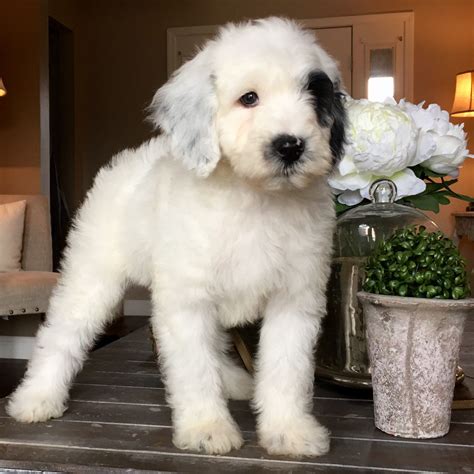 Micro Sheepadoodle Puppy Feathers And Fleece Sheepadoodle Puppy Cute