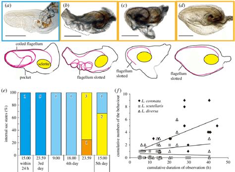 Flagellar Position Changes In Closely Related Species Ad The Pocket