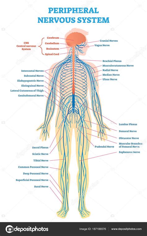Imágenes Del Sistema Nervioso Sistema Nervioso Periférico Diagrama