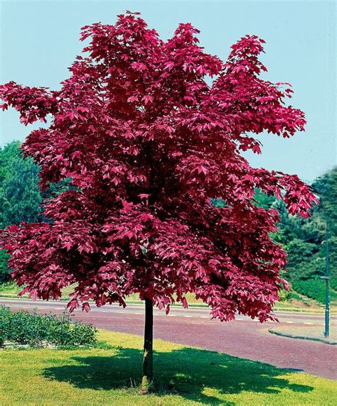 Norway Maple Crimson King Garden Shrubs Red Maple Tree Garden Trees