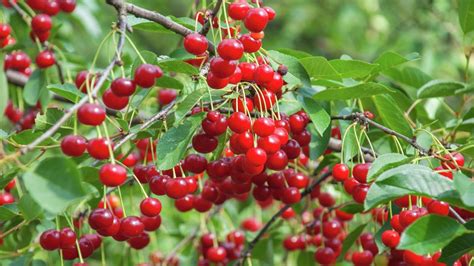 How To Plant And Grow A Cherry Tree Nelles Journey