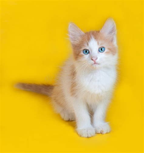 Ginger And White Kitten With Blue Eyes Sitting On Yellow Stock Image
