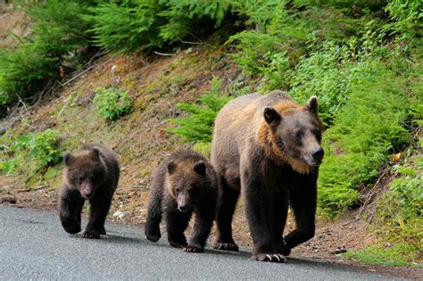 Mother Grizzly With Cubs In Alaska Royalty Free Stock