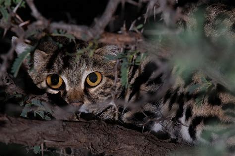 Small Wild Cats Of Africa International Society For Endangered Cats