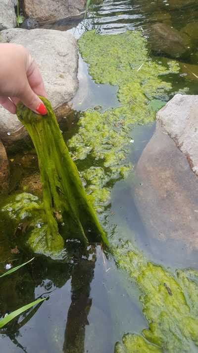 Controlling String Algae In My Backyard Fish Pond