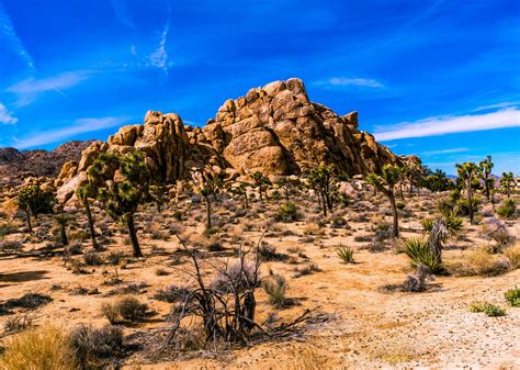 Mojave Desert Joshua Tree National Park California