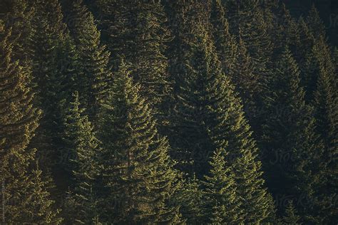 Pine Trees In Mountains By Stocksy Contributor Lumina Stocksy