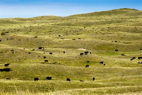Nebraska Sandhills Rated As Worlds Most Intact Prairie Ianr News