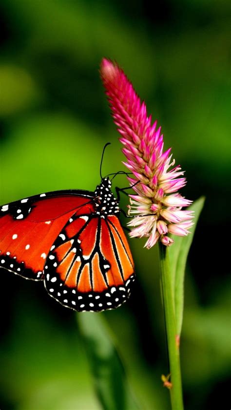 Download beautiful flowers and butterflies stock photos. 1080x1920 Wallpaper butterfly, flower, plant | Butterfly ...