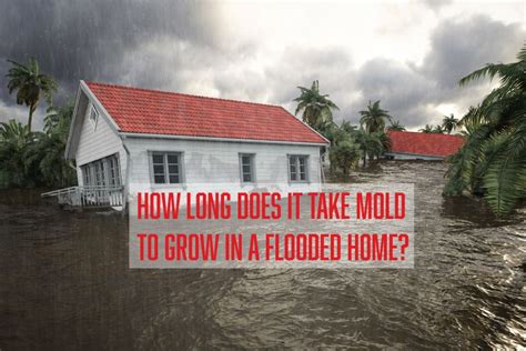 How long it takes for lettuce to grow mold depends upon the conditions it is stored in. How Long Does It Take Mold to Grow in a Flooded Home ...