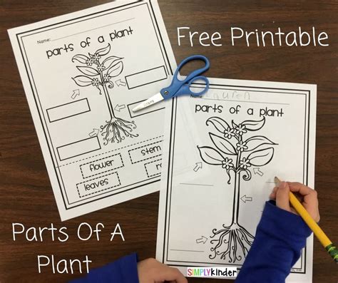 Learn About The Parts Of A Plant With This Easy Printable From Simply