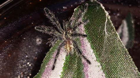 We did not find results for: Ybyrapora-diversipes-for-sale