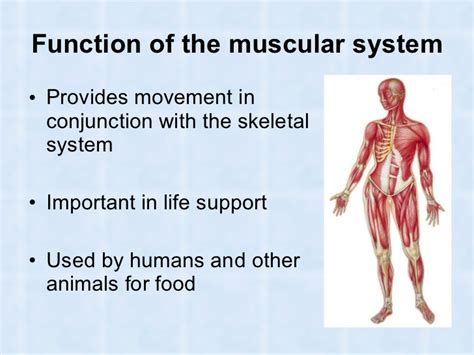 This is a table of muscles of the human anatomy. Muscles and Muscular System in Humans and Animals
