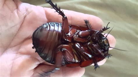 burrowing cockroaches underside youtube