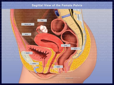 Female Pelvis Sagittal Section Hot Sex Picture