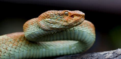 The Colourful Morphs Of The Malabar Pit Viper Roundglass Sustain