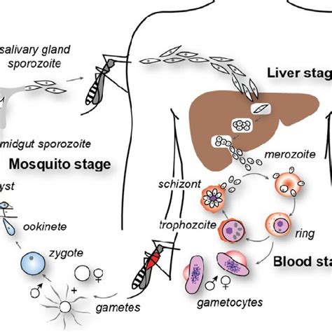 1 Life Cycle Of The Malaria Causing Parasite Plasmodium Falciparum