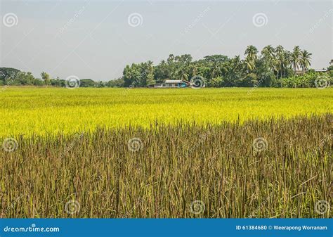 Landscape Of Row Of Black Sticky Rice And Green Paddy Rice Field Stock