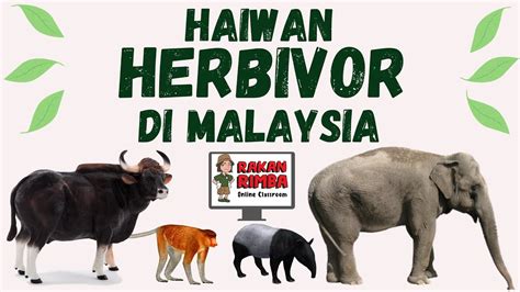Nama hidupan liar yang terdapat di malaysia? Haiwan Herbivor Di Malaysia - YouTube