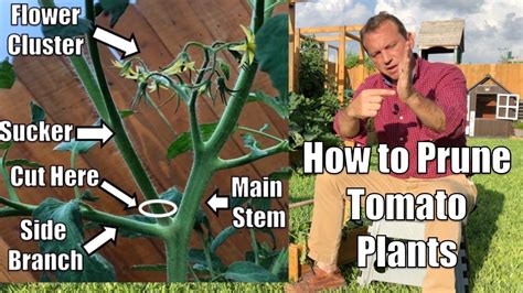 How To Prune Tomato Plants A Step By Step Instructional Guide