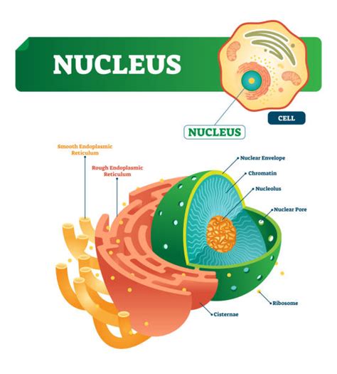 Royalty Free Eukaryotic Cell Clip Art Vector Images And Illustrations