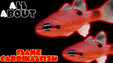 The Flame Cardinalfish A Complete Care Guide Tank Facts