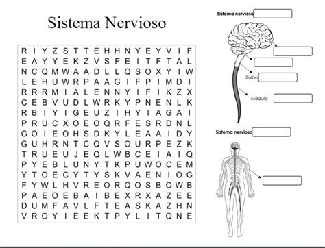 Sistema Nervioso Sopa De Letras Sistema Nervioso Sistema Nervioso