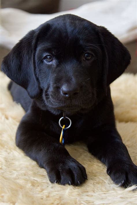Baby Haisley Black Lab Puppy Черный щенок лабрадора Щенки лабрадора