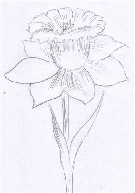 See more ideas about drawings, flower drawing, drawing tutorial. Weekly : Doodles and tuts: How to draw a Narcissus ...
