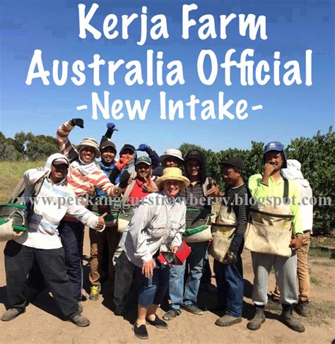Mengikut perkongsian seorang blogger bernama zaidi aziz yang berkongsi pengalaman kerja petik buah di australia di laman says, gaji pemetik buah di sana dibayar secara mingguan. KERJA DI AUSTRALIA