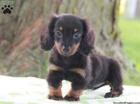 Pups, english cream miniature dachshunds, champion, show, champion lines, dachsie, guardian dachshunds, miniature dachshund puppies, mini we occasionally sell mini dachshund pups with full akc registration for show. Dachshund Puppies For Sale In Pa Under 300