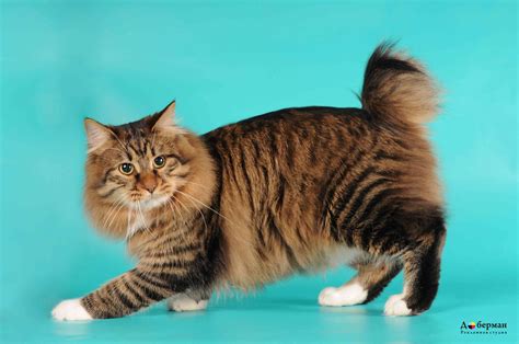 American Bobtail Cat Breed Wallpapers And Images Wallpapers Pictures
