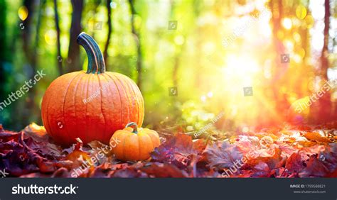 263920 Fall Leaves Pumpkins Images Stock Photos And Vectors Shutterstock